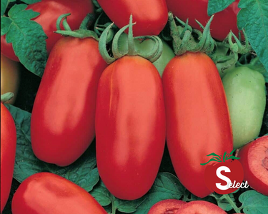 San Marzano Tomato Seeds